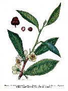 ��� (Thea sinensis L.)