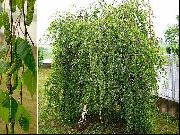 ������ ������������ (��������) (Betula verrucosa Ehrh.)