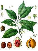 ��������� ���� (myristica fragrans)