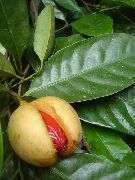 ��������� ���� (myristica fragrans)