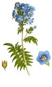 ������ ������� (Polemonium caeruleum)