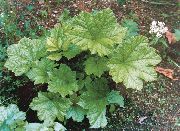 �������� ������� (����������� �������)  (Echinopanax elatum Nakai)