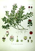 ���������� ������������ (�������� ����) (Arctostaphylos uva-ursi (L.) )