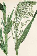 ����� �������� (Panicum miliaceum L.)