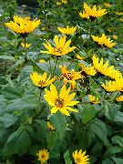 ���������� (�������� �����, ������������ ������������) (Helianthus tuberosus L.)