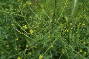 �������� �������������  (�������, ������� �����) (Sisymbrium officinale (L.))