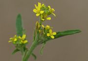 �������� �������������  (�������, ������� �����) (Sisymbrium officinale (L.))