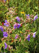 ������ ������� (Geranium pratense L.)