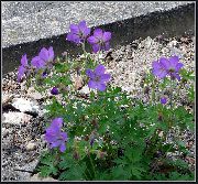 ������ ������� (Geranium pratense L.)