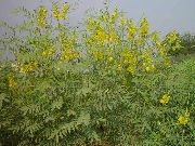 ������ ������������ (����� ���������������) (Cassia senna L.)