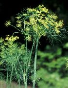 ����� �������  (Anethum graveolens L.)