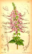 �������� ���  (��������� ����������, ������� ��)) (Orthosiphon stamineus Benth.)