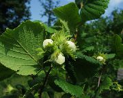 ������ ������������ (������ ����) (Corylus avellana L.)