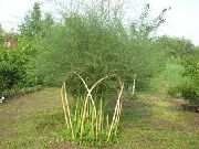������ (���������) (Asparagus officinalis L.)