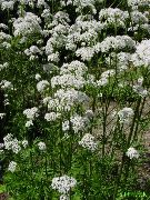 ��������� ������������� (Valeriana officinalis)