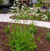 ��������� ������������� (Valeriana officinalis)
