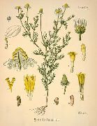 ������� �������� (Matricaria chamomilla)