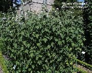 ����� �������������  (Althaea officinalis L.)
