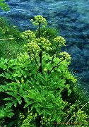 ������ ������������� (������ ������������) (Angelica archangelica L.)