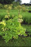 ������ ������������� (������ ������������) (Angelica archangelica L.)