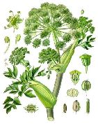 ������ ������������� (������ ������������) (Angelica archangelica L.)