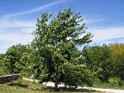 ��� ������������ (Quercus robur L.)