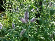 ���� ��������  (Mentha piperita L.)