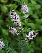 ���� ��������  (Mentha piperita L.)