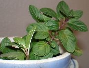 ���� ��������  (Mentha piperita L.)