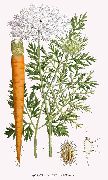 ������� ������������ (Daucus carota L. )