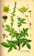 ������� ������������  (Agrimonia eupatoria L)