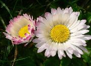 ���������� �����������  (Bellis perennis L.)