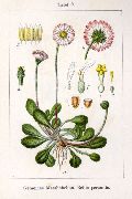 ���������� �����������  (Bellis perennis L.)