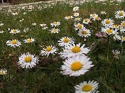 ���������� �����������  (Bellis perennis L.)