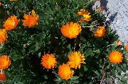 ��������� ������������� (�������) (Calendula officinalis L.)