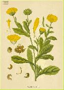 ��������� ������������� (�������) (Calendula officinalis L.)