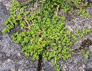 ������� ������� (�����) (Herniaria glabra L.)