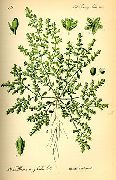 ������� ������� (�����) (Herniaria glabra L.)