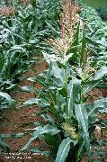 �������� ������������ (����) (Zea mays L.)