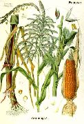 �������� ������������ (����) (Zea mays L.)