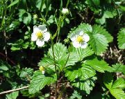 ��������� ������  (Fragaria vesca L.)