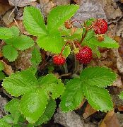 ��������� ������  (Fragaria vesca L.)