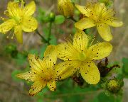 �������� ��������������  (Hypericum perforatum L.)
