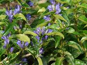 ��������� ������������������,��������� ������� ������� (Gentiana cruciata L.)