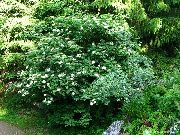 ������ ������ (Sambucus nigra L.)