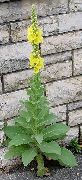 ������� �������������� (Verbascum  thapsiforme Schrad.)