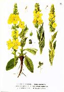 ������� �������������� (Verbascum  thapsiforme Schrad.)