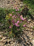 �������������� ����������� ��� ������������ (���������) (Centaurium erythraea)