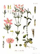 �������������� ����������� ��� ������������ (���������) (Centaurium erythraea)