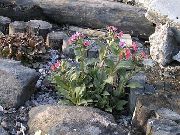 �������� ������� (�������� �������������, ���������) (Pulmonaria obscura Dumort. (Pulmonaria officinalis L.))